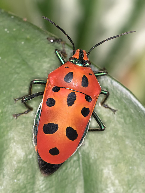 Harlequin Bug (Cantao parentum) (Cantao parentum)